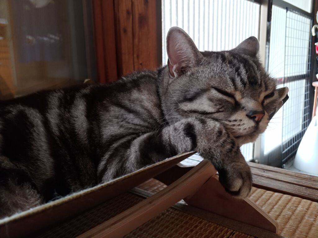 ネイルカラー/CECIL Mc BEE(セシルマクビー)/マニキュアを使ったクチコミ(2枚目)