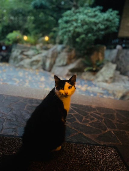 mcgroupakiko on LIPS 「 運動会が近く、運動部の娘は昨日連続一度も起きることなく18時..」(5枚目)