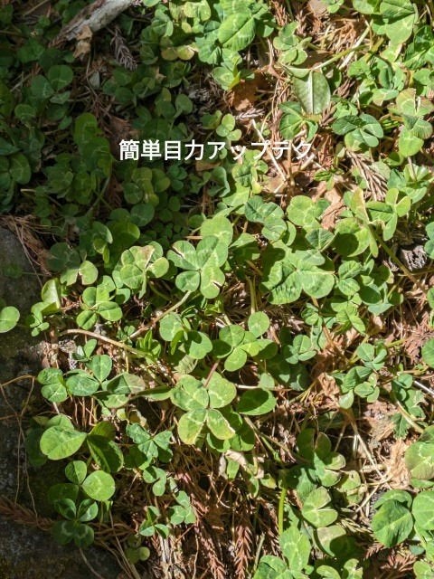 ラスティングリキッドライナー/キャンメイク/リキッドアイライナーを使ったクチコミ(1枚目)