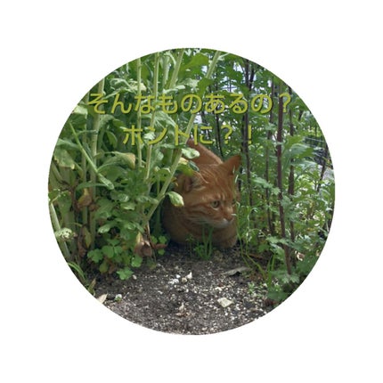 オイルトリートメント #EXヘアオイル/ルシードエル/ヘアオイルを使ったクチコミ(1枚目)