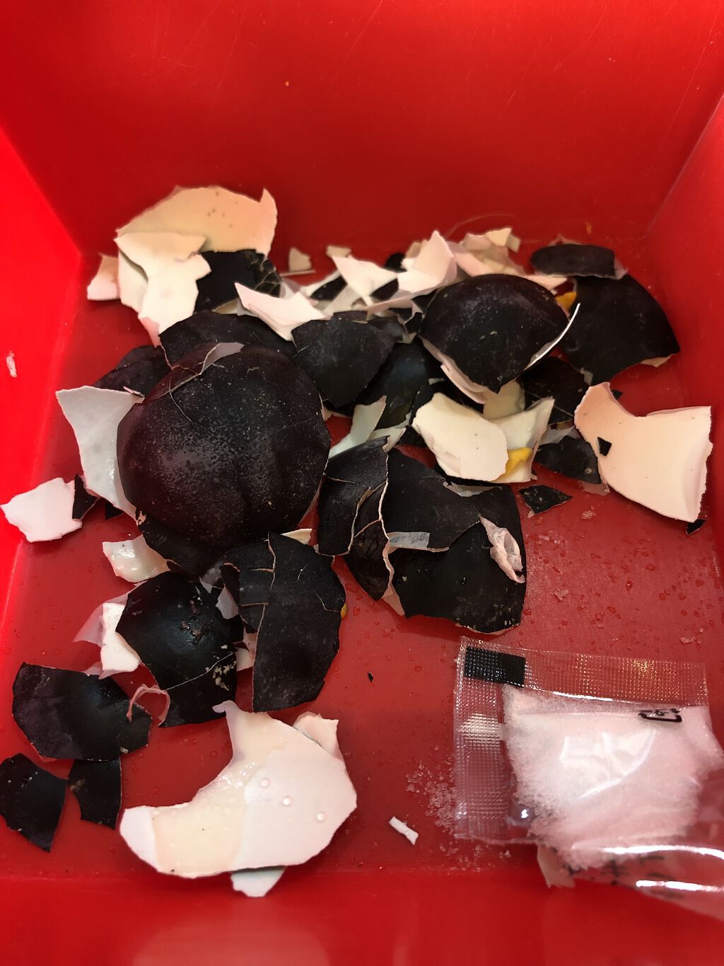 たまご保湿ジェル/ココエッグ/美容液を使ったクチコミ（1枚目）