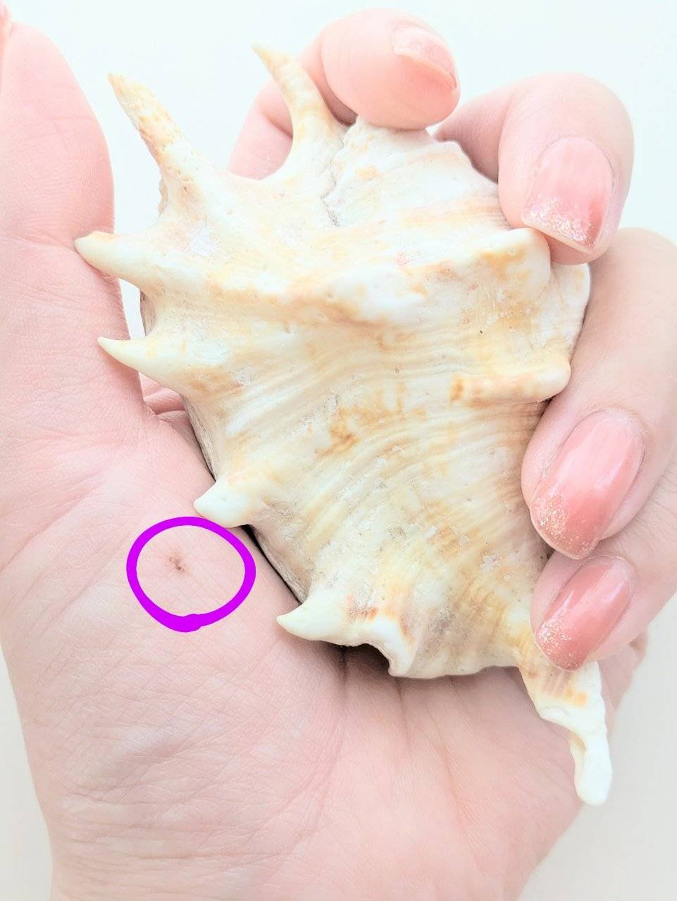 カバーパーフェクション チップコンシーラー 1.5 ナチュラルベージュ/the SAEM/リキッドコンシーラーを使ったクチコミ（2枚目）