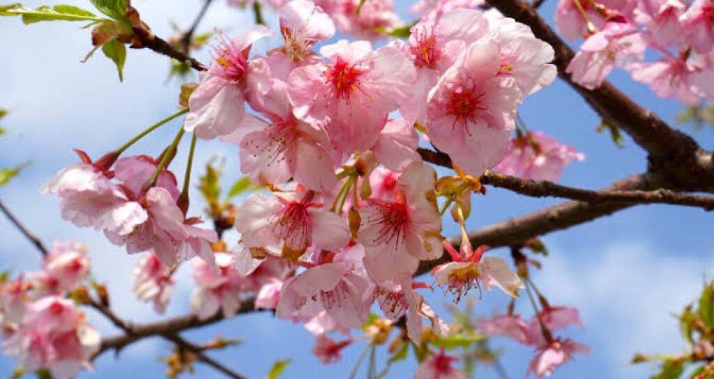 ❁ぷぴー❁ on LIPS 「お久しぶりです!ぷぴーです!全国の受験生の皆様お疲れさまでした..」(1枚目)