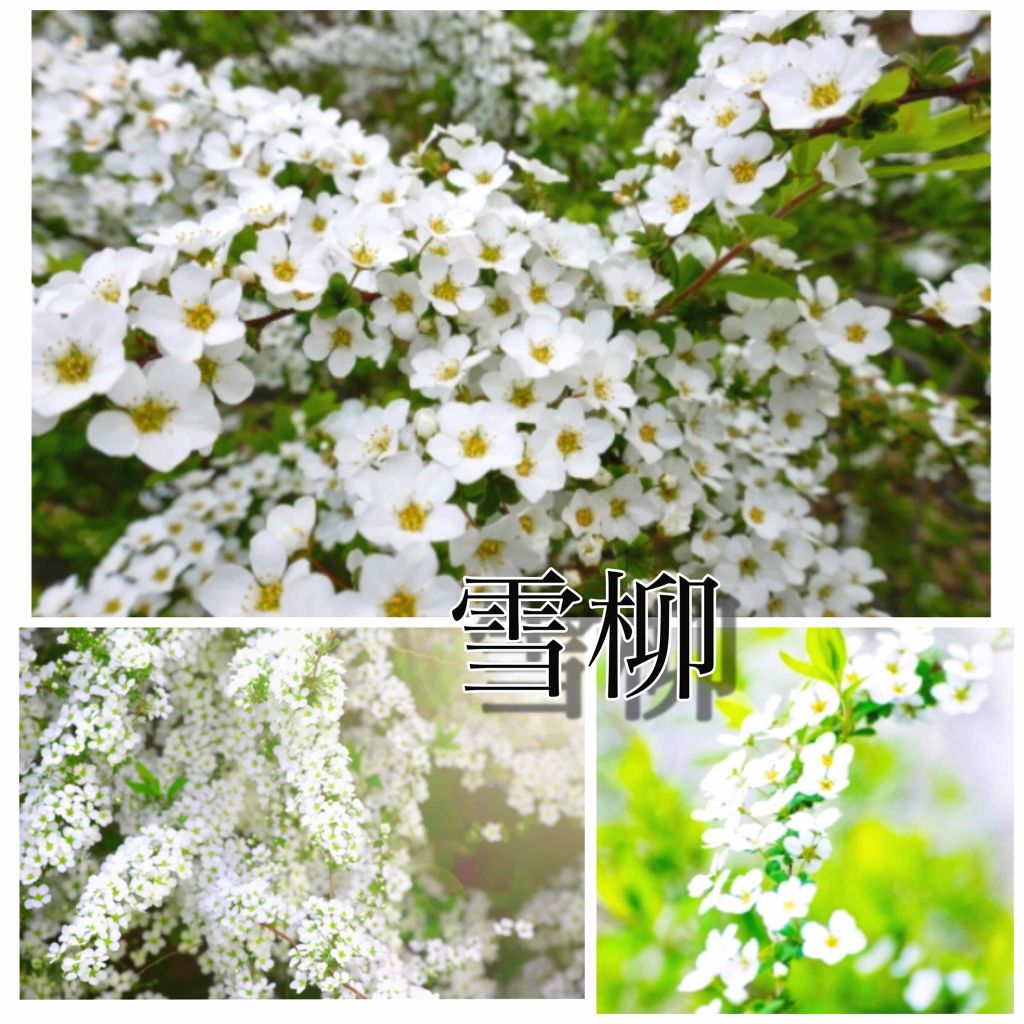 シュガーネイル3/キャンドゥ/マニキュアを使ったクチコミ（3枚目）