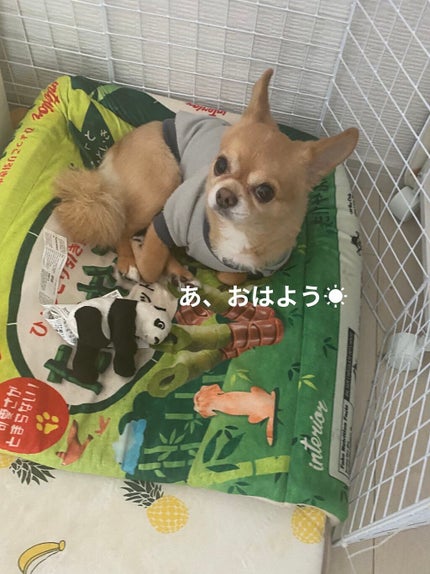 ローシャンプー/SABON/市販シャンプーを使ったクチコミ(10枚目)