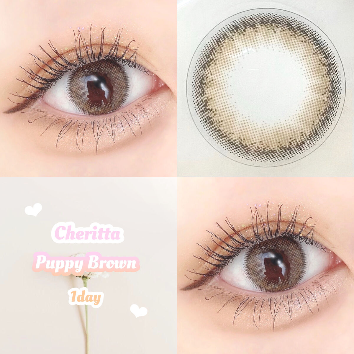 Cheritta 1day パピーブラウン(Puppy Brown)/Cheritta/ワンデー（１DAY）カラコンを使ったクチコミ（1枚目）