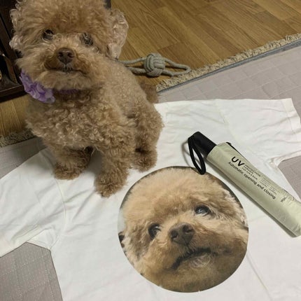 トーン タッチ アイズ/SUQQU/単色アイシャドウを使ったクチコミ(3枚目)