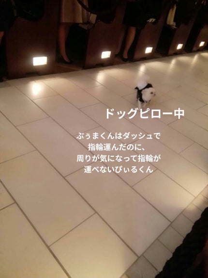 ポーラザハンドクリーム/POLA/ハンドクリームを使ったクチコミ(10枚目)