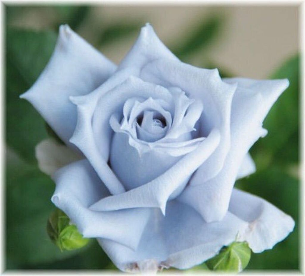 ヒルドイドローション 0.3% 50g/マルホ株式会社/その他を使ったクチコミ（1枚目）