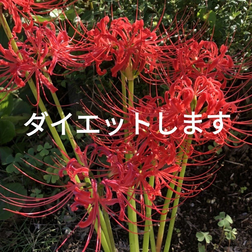 るんるん🎵 on LIPS 「ダイエットします157㌢ 52キロ体脂肪率 29%学校始まって..」(1枚目)