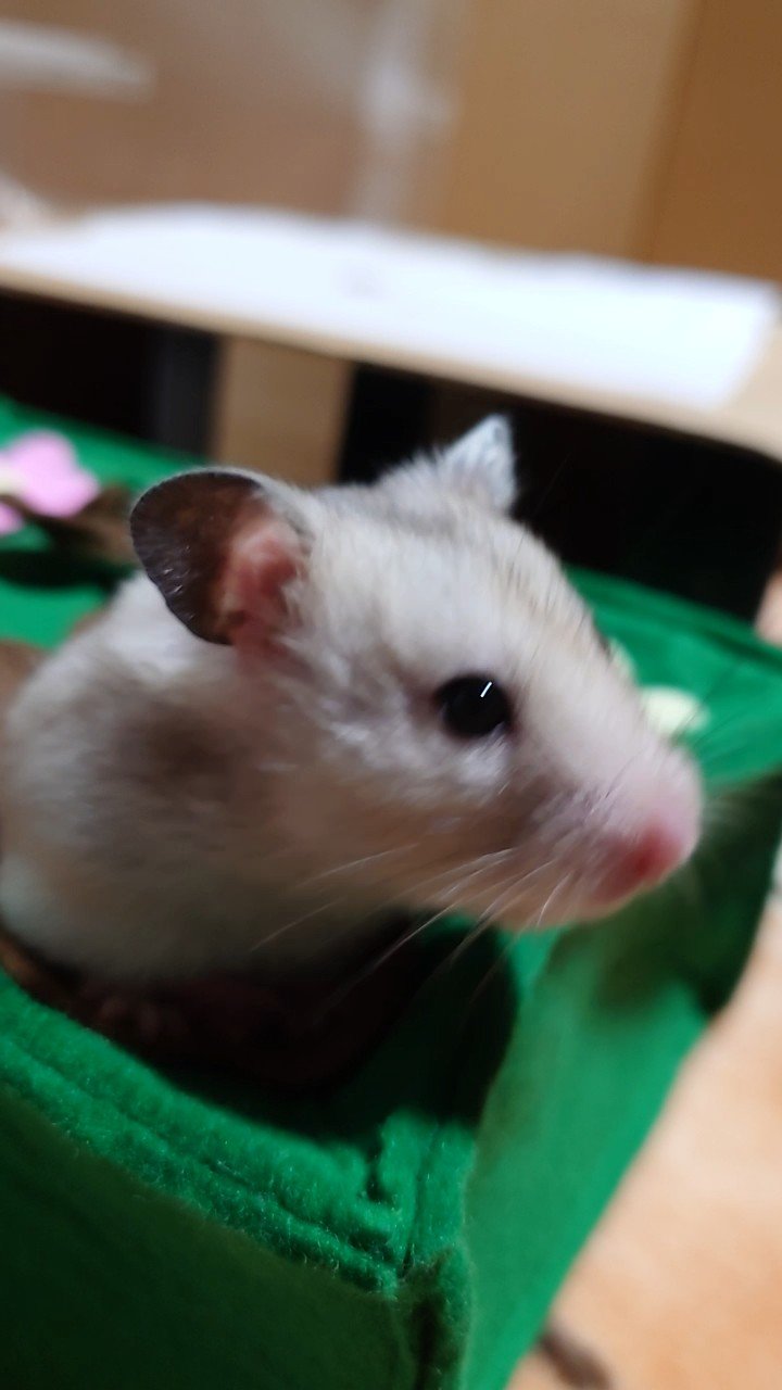 ボンディング・ブリーチ/got2b/ブリーチ剤を使ったクチコミ（1枚目）