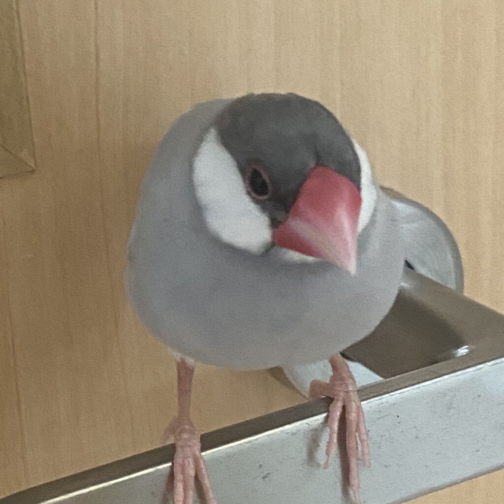 ソリッド アイブロウ ペンシル 02 ブラウン/SUQQU/アイブロウペンシルを使ったクチコミ（3枚目）