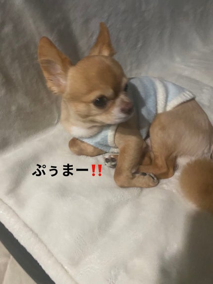 フェイスポリッシャー リフレッシング(ミント)/SABON/スクラブ・ゴマージュを使ったクチコミ(5枚目)