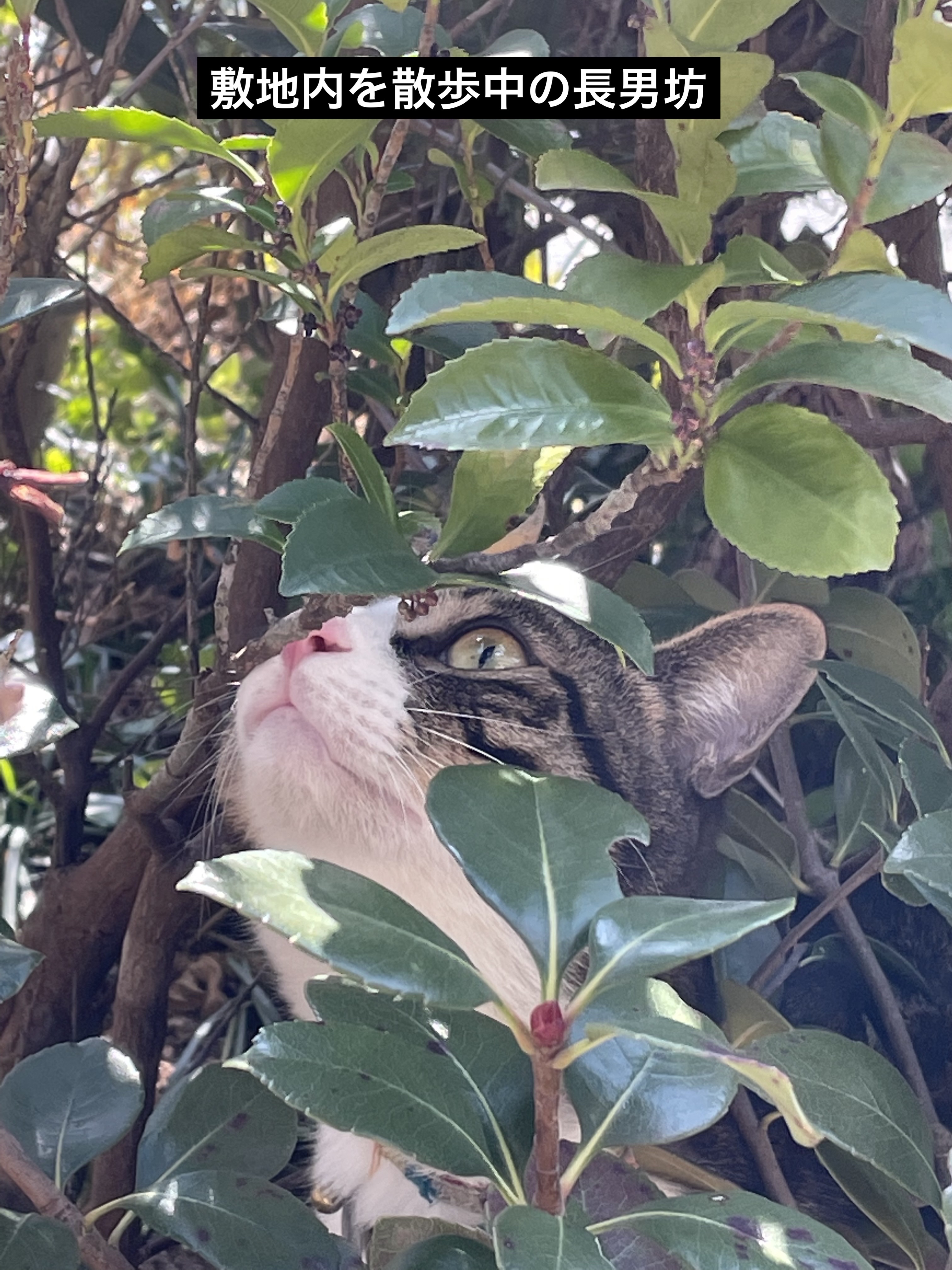 オフするんマスカラ/キャンメイク/マスカラを使ったクチコミ（2枚目）