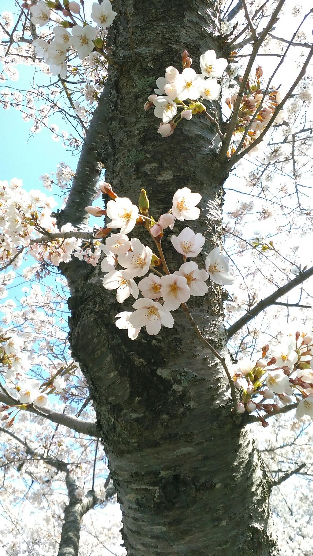 オロナインH軟膏 (医薬品)/オロナイン/その他を使ったクチコミ(1枚目)