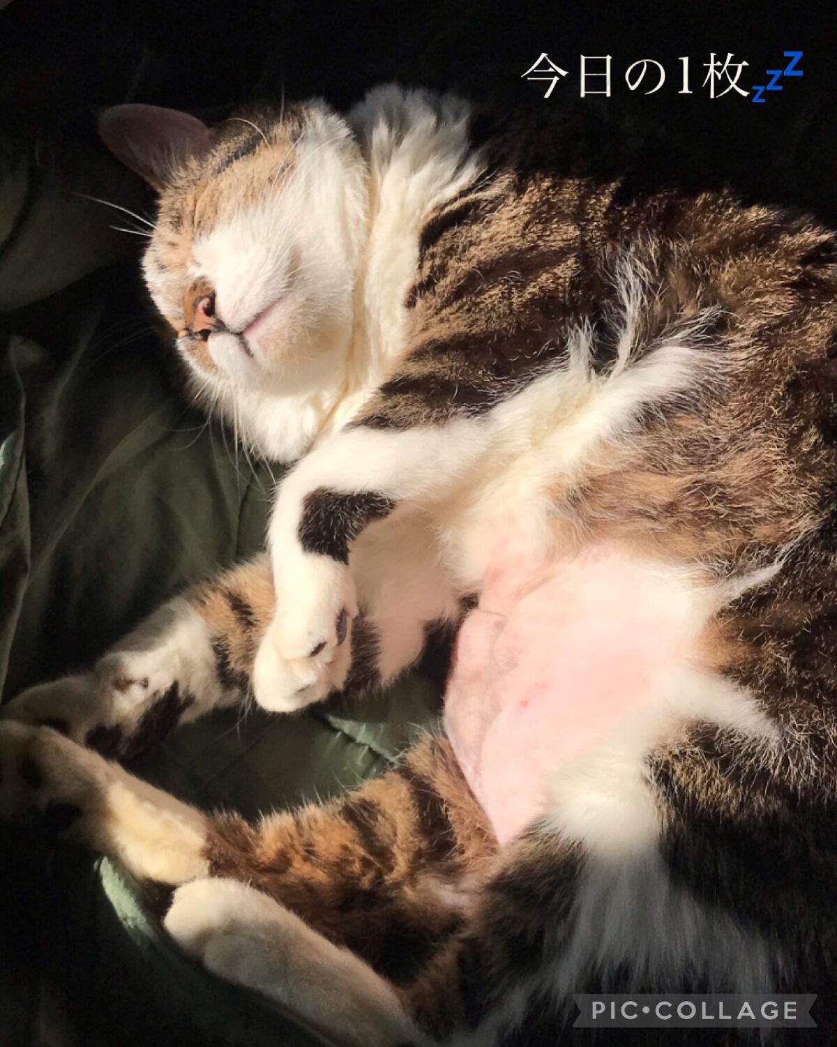 ~トゥー フェイスド ハングオーバー~ ピロー バーム リップ トリートメント/Too Faced/リップ美容液を使ったクチコミ(5枚目)