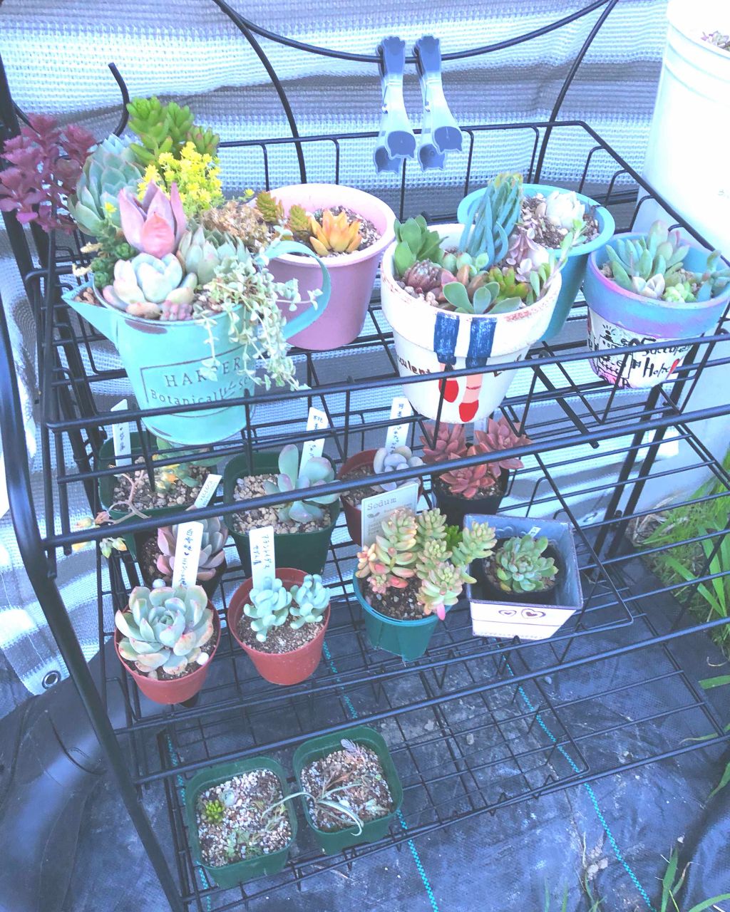 オペラ シアーリップカラー RN/OPERA/リップグロスを使ったクチコミ（3枚目）