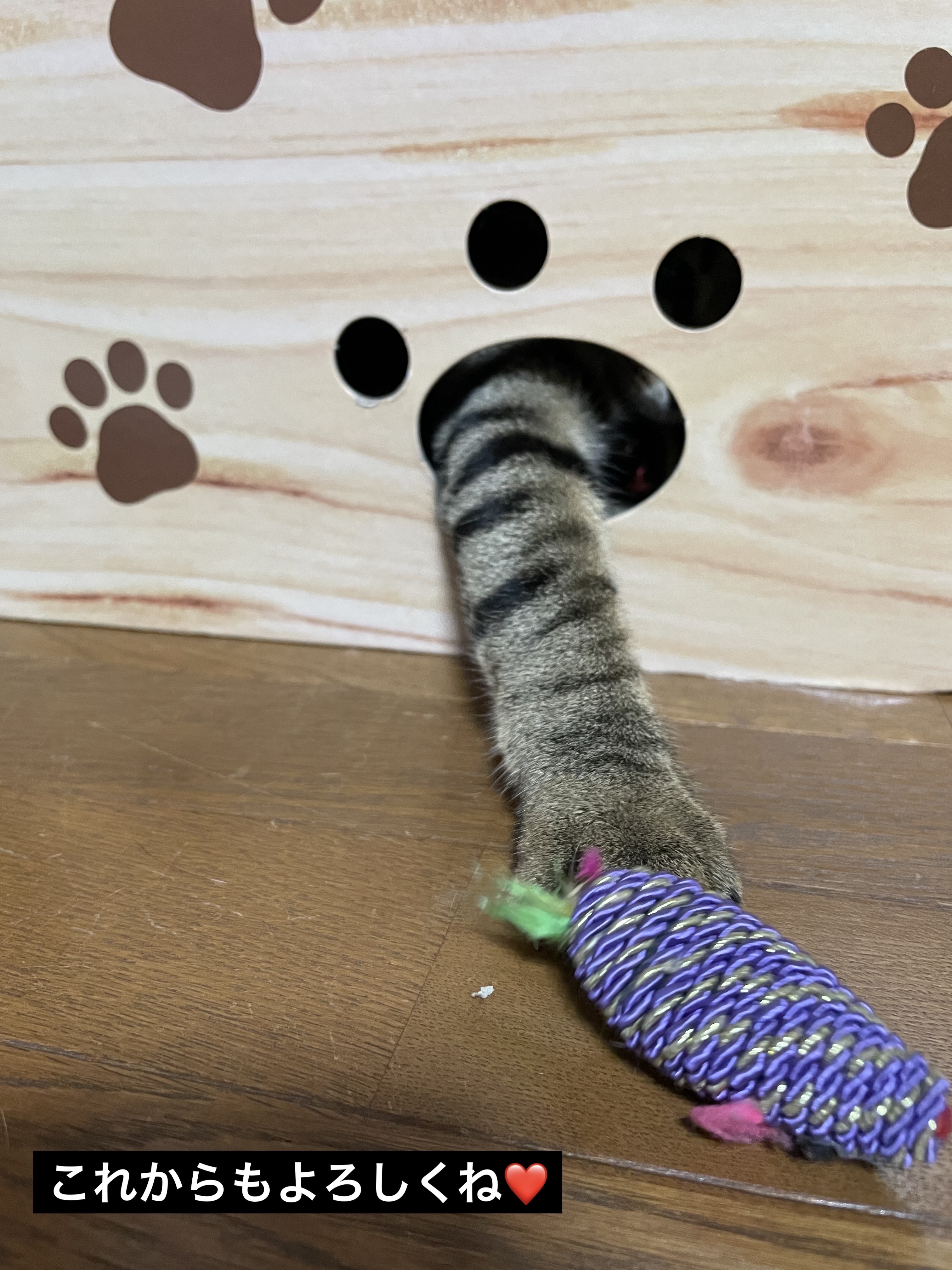 ケイト ポッピングシルエットシャドウ/KATE/アイシャドウパレットを使ったクチコミ（3枚目）