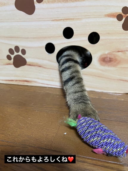 ケイト ポッピングシルエットシャドウ/KATE/アイシャドウパレットを使ったクチコミ(3枚目)