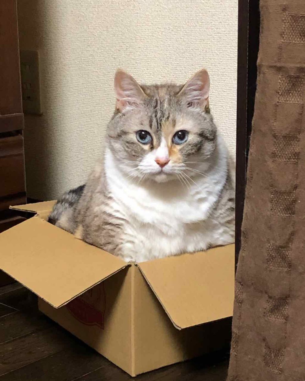 オペラ リップティント N/OPERA/リップティントを使ったクチコミ(1枚目)