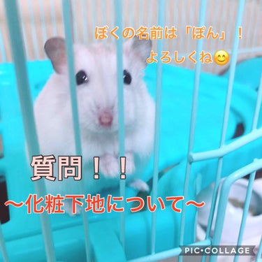 画像のハムちゃんは今飼ってるイエロージャンガリアンのぽんくんです😊

化粧下地について質問です😶
簡単にいうとみなさんが使ってる化粧下地を教えてもらいたいです！
プチプラ、デパコス問わず、オススメなもの