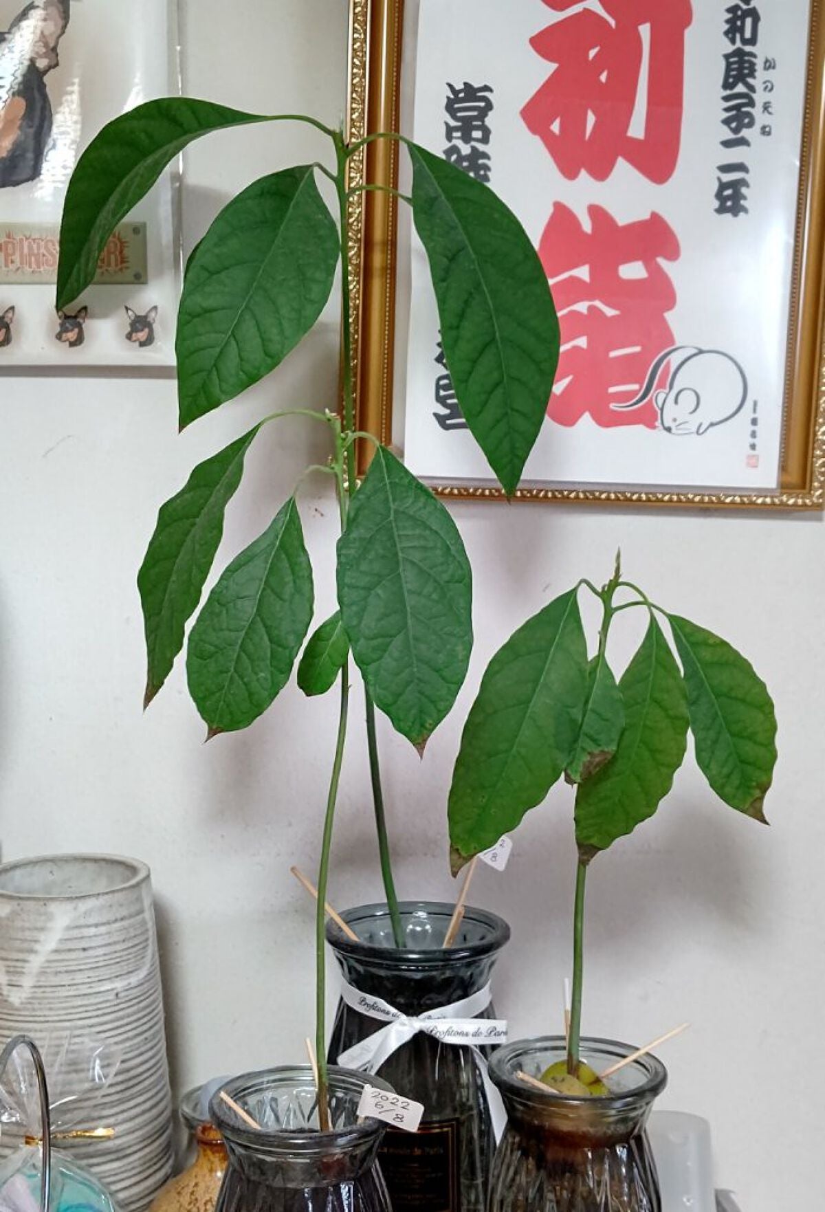 ガラス花瓶/DAISO/その他を使ったクチコミ(1枚目)