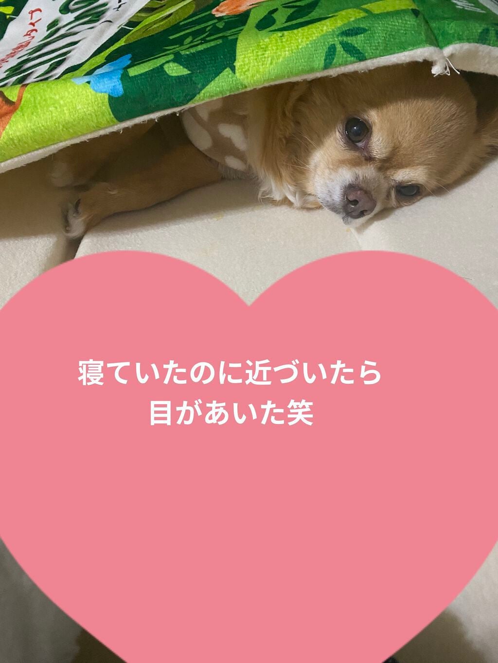 ぷぅぴぃ《紫コス部💜💗》 on LIPS 「#Myコスメ収納パート③雑すぎる私のコスメ収納🤣コスメがまだま..」(8枚目)