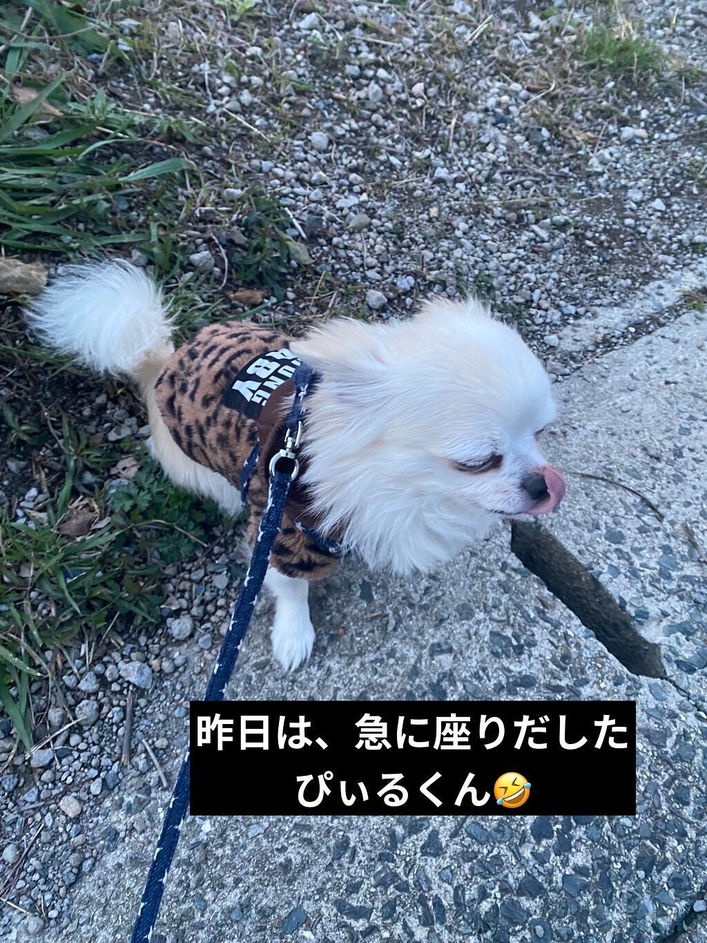 スキルレスライナー/LUMIURGLAS/リキッドアイライナーを使ったクチコミ(7枚目)