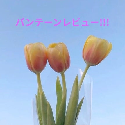 パンテーン PRO-V ミセラー ピュア&クレンズ ノンシリコンシャンプー/トリートメントのクチコミ「こんばんは〜
りんちゃです🍏🍎
今回はパンテーンPRO-V ミセラー ピュア&クレンズ ノンシ.....」(1枚目)