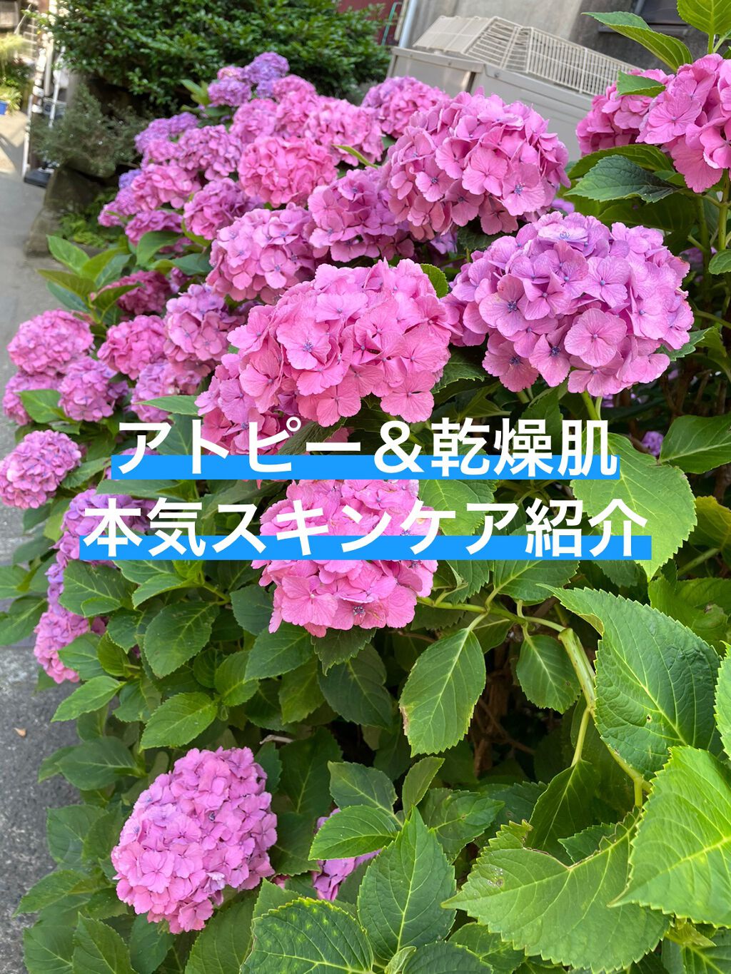 ローション/キュレル/ボディローションを使ったクチコミ（1枚目）