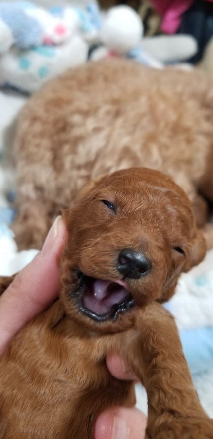 ルミエール ヴァイタルC/FEMMUE/ブースター・導入液を使ったクチコミ(4枚目)