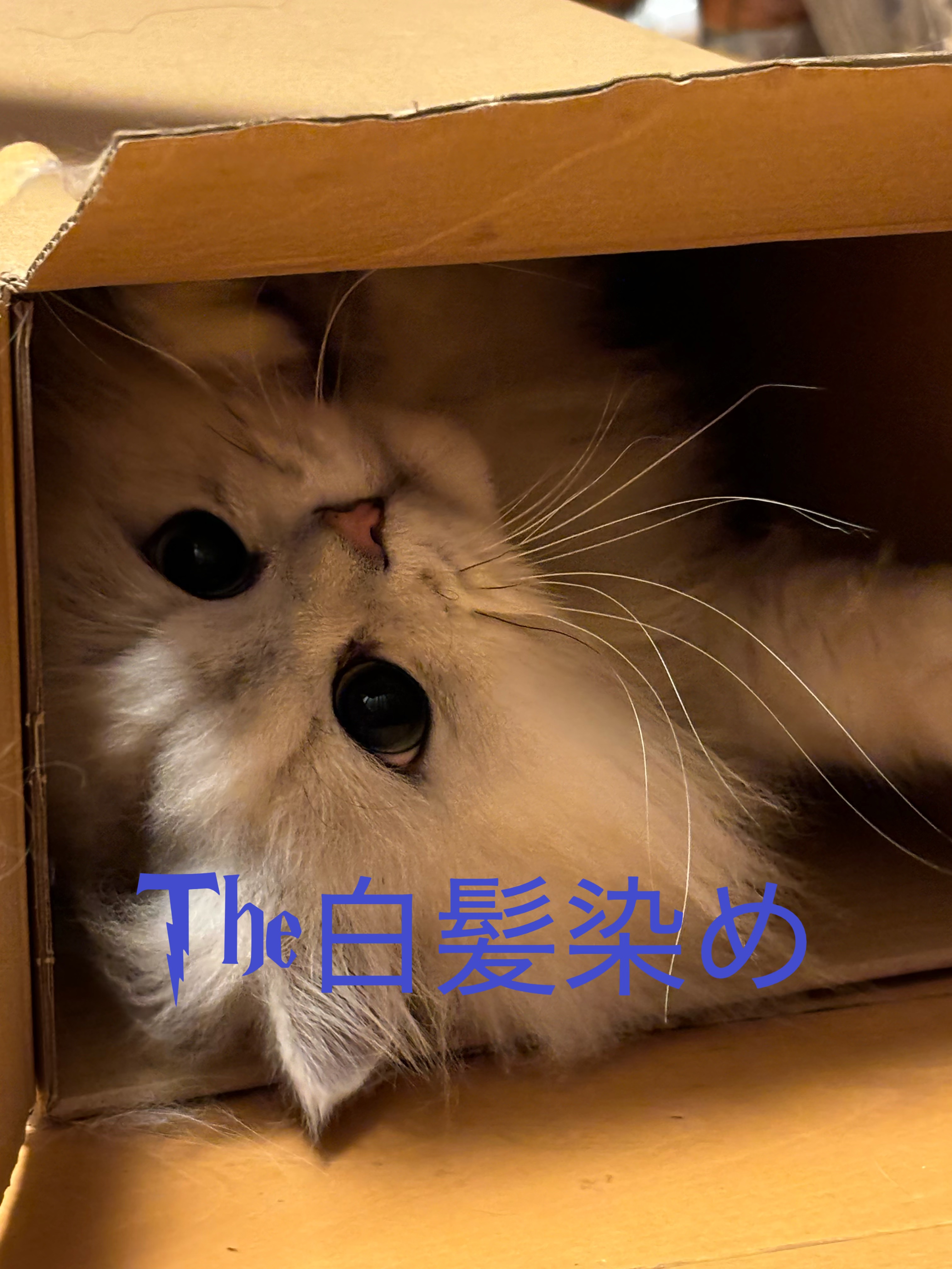 白髪用髪色サーバー リ・ブラック ふんわり仕上げ/リライズ/ヘアカラーを使ったクチコミ（1枚目）