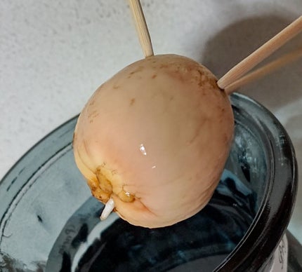 ガラス花瓶/DAISO/その他を使ったクチコミ(1枚目)