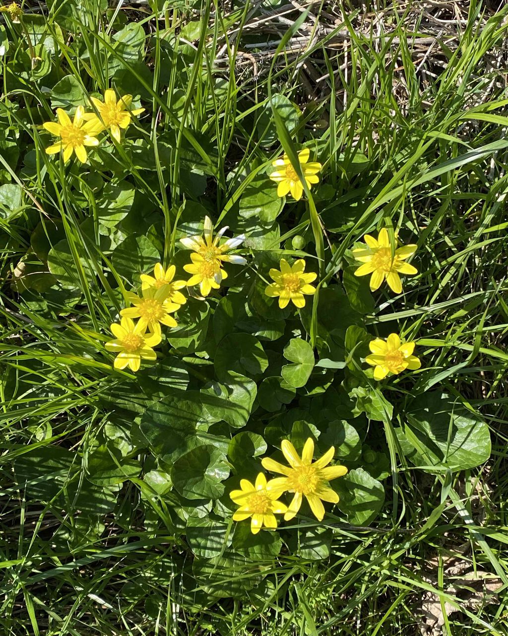 柚子(ゆず)の手肌クリーンジェル/Mマークシリーズ/ハンドクリームを使ったクチコミ(3枚目)