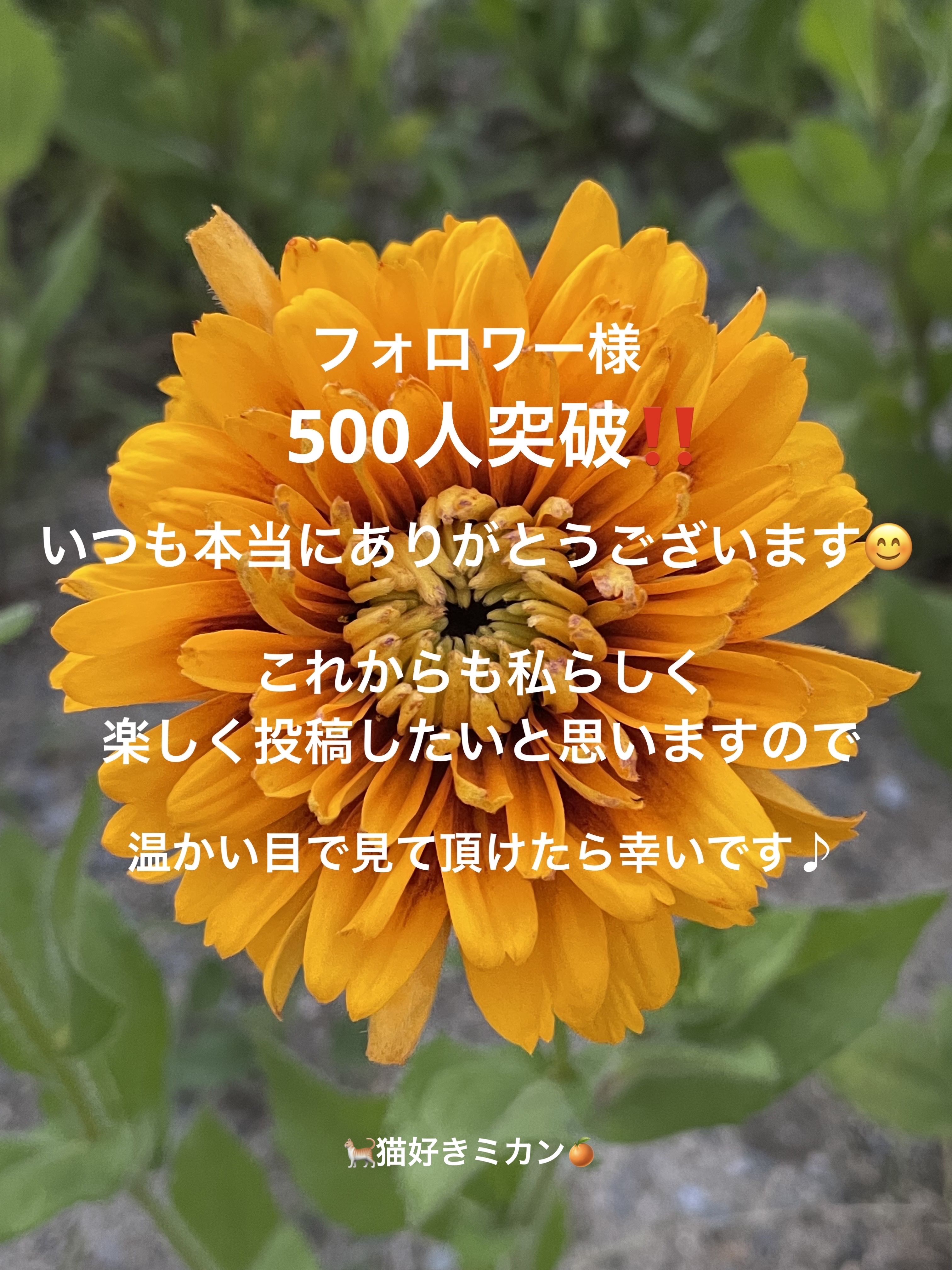 アイ フォイル/shu uemura/リキッドアイシャドウを使ったクチコミ（2枚目）