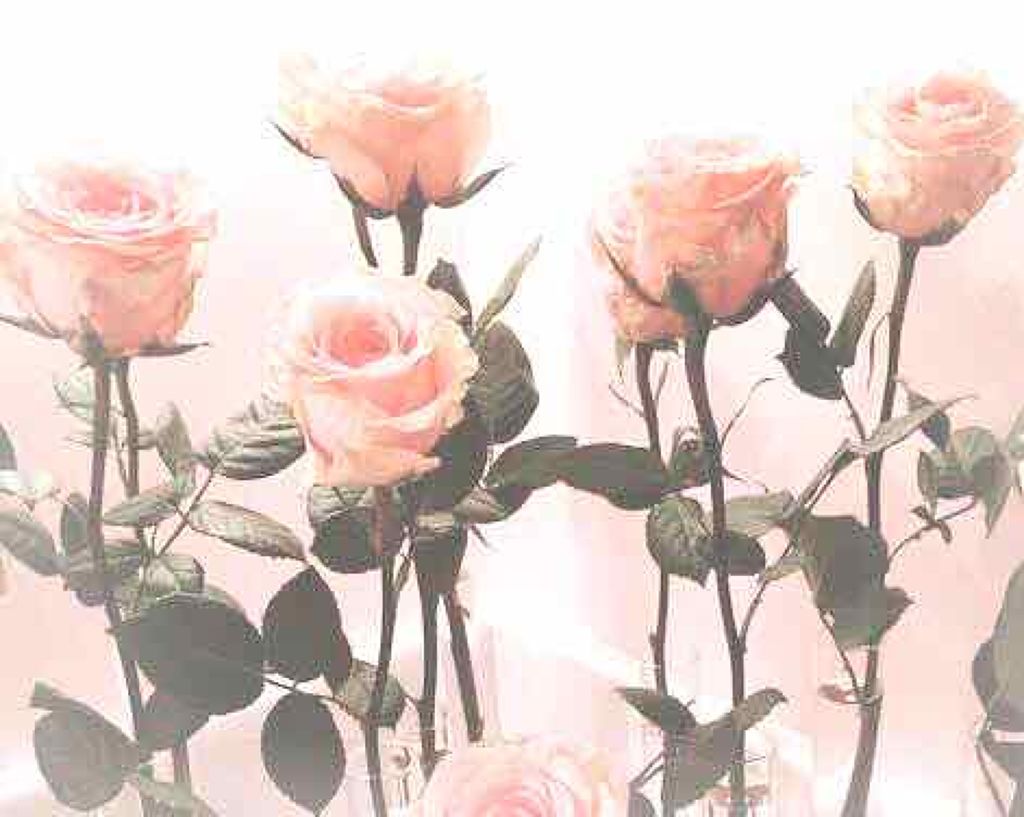 こむぎ on LIPS 「#みんなに質問こんばんわ。本日初めて雑談というものをしたいと思..」(1枚目)