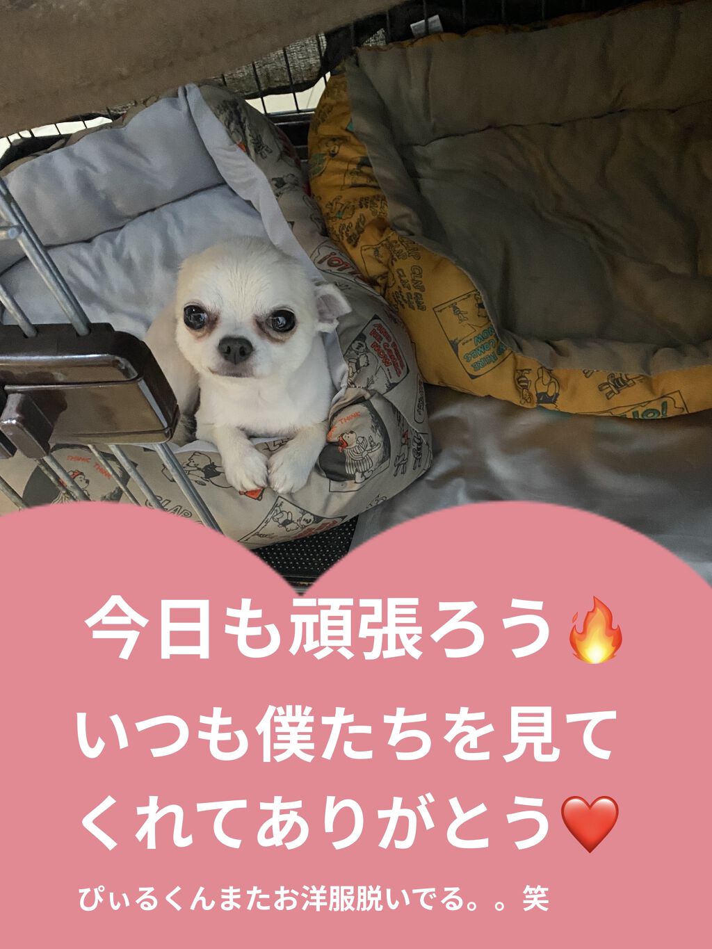 マスク用リフレッシュスプレー/サンリオ/マスクを使ったクチコミ（3枚目）