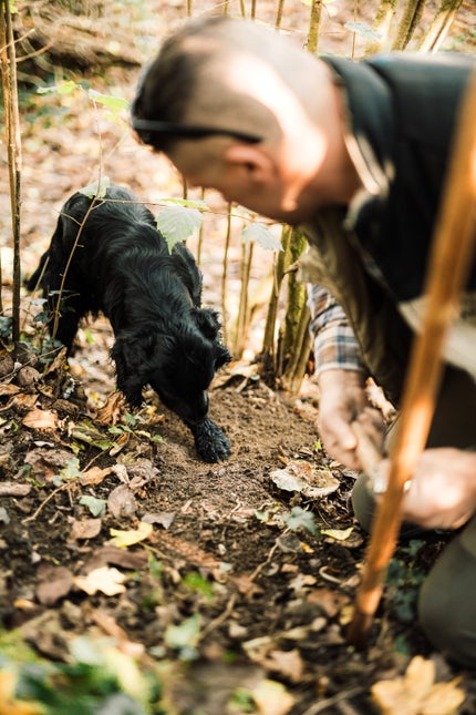 ダルバ ホワイトトリュフファーストスプレーセラム/ダルバ/ミスト状化粧水を使ったクチコミ(2枚目)