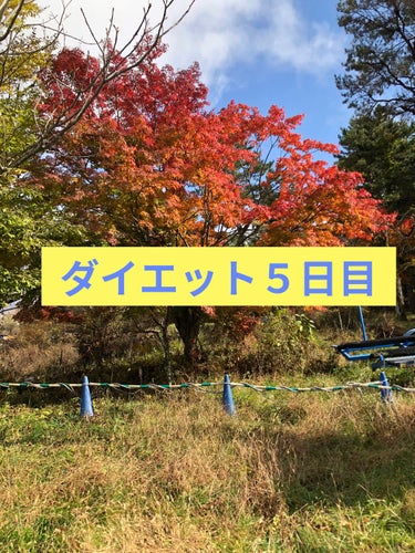 ダイエット５日目

まぁまぁだった！
52.2kgでも減ってる！！

ハーバーライフが届いたので明日から頑張ります💪

やったこと
⚫︎キャベツの千切りダイエット
⚫︎水二リットル
⚫︎筋トレ
です！
