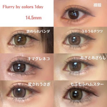 Flurry by colors 1day モカダークブラウン(うるうるチワワ)/Flurry by colors/ワンデー（１DAY）カラコンを使ったクチコミ（1枚目）