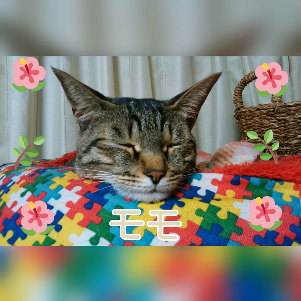 猫好きฅ•ω•ฅ😸 on LIPS 「どうも、こんにちは,こんばんは(*^^*)めっちゃお久しぶりで..」(4枚目)