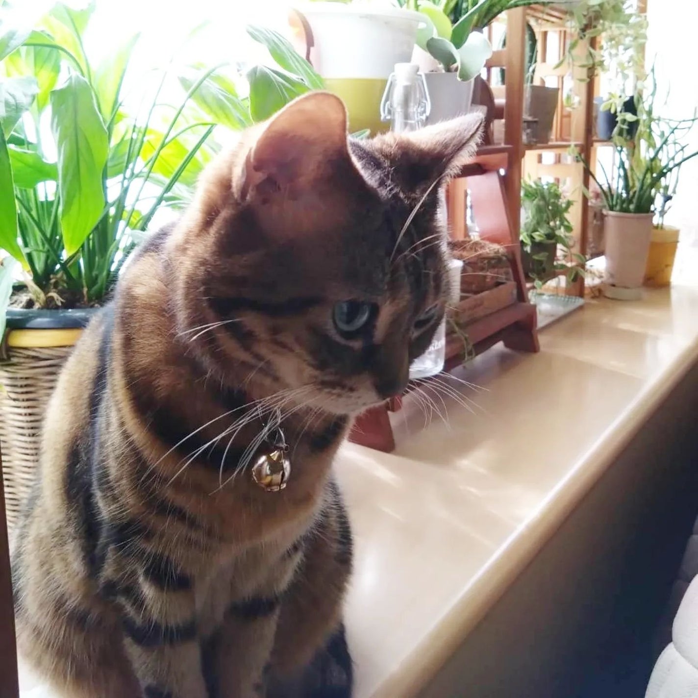 潤浸保湿 フェイスクリーム/キュレル/フェイスクリームを使ったクチコミ(8枚目)