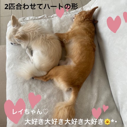 カラフルネイルズ/キャンメイク/マニキュアを使ったクチコミ(8枚目)