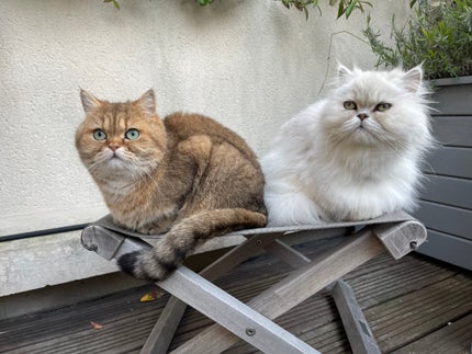 コンパクト リミテッド P/PAUL & JOE BEAUTE/その他化粧小物を使ったクチコミ(1枚目)