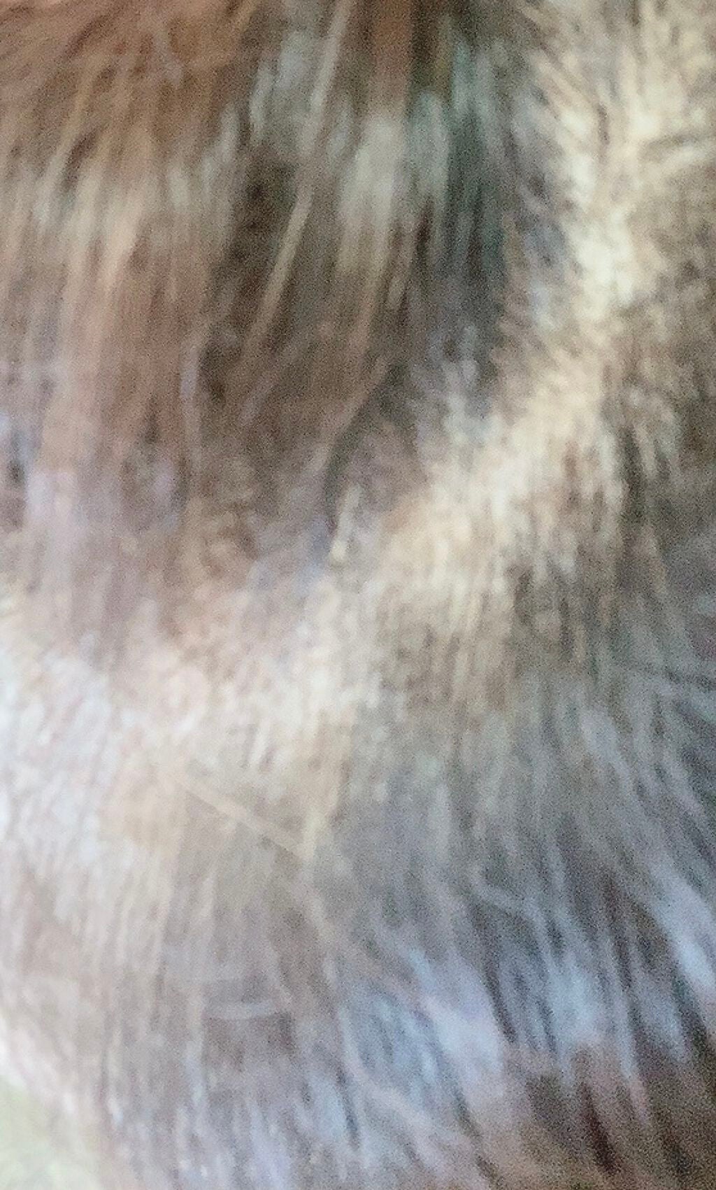 クロカミシャンプー/iqumore/市販シャンプーを使ったクチコミ(3枚目)