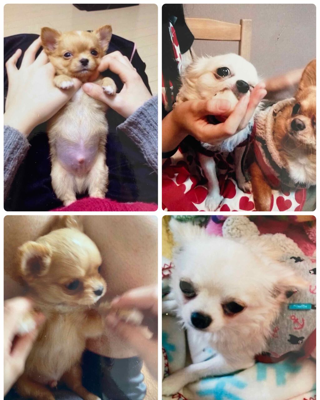 オバジC 酵素洗顔パウダー/オバジ/洗顔パウダーを使ったクチコミ(4枚目)