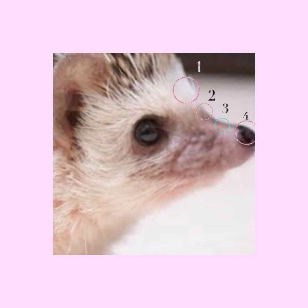 パールグロウハイライト/CEZANNE/パウダーハイライトを使ったクチコミ（1枚目）