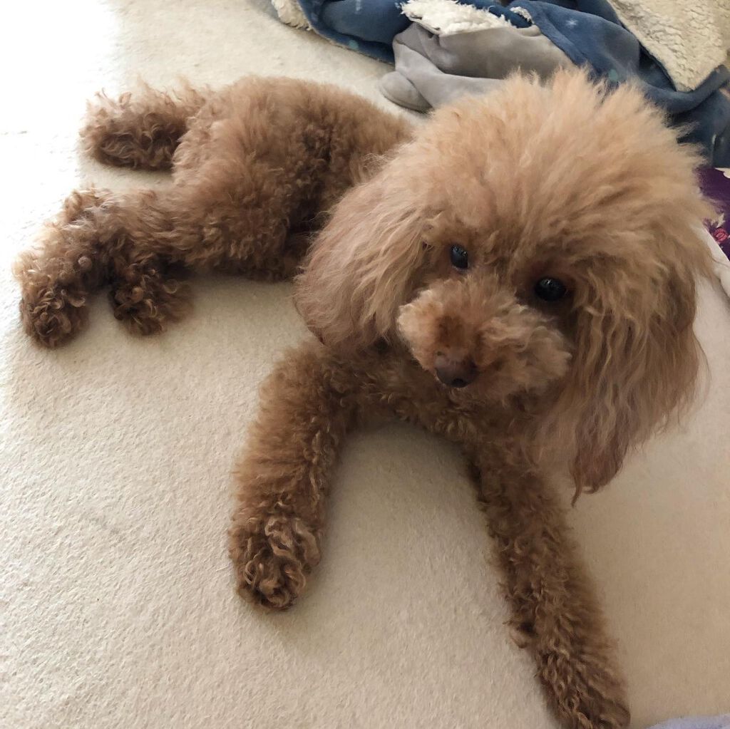 榎本みか on LIPS 「エレーナ可愛い😊#happy#幸せ#toypoodle#dac..」(3枚目)