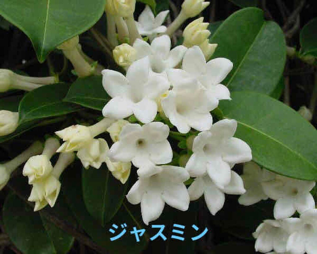 セクシー・ダイナマイト ボディスプレー/ラッシュ/香水(その他)を使ったクチコミ(1枚目)