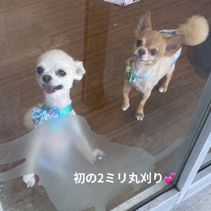 スマートミニアイブロウカラー/キャンメイク/眉マスカラを使ったクチコミ(8枚目)